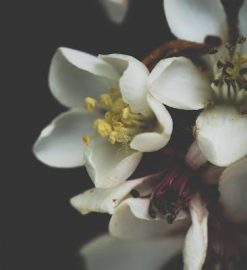 new testament seminary teacher manual 2023